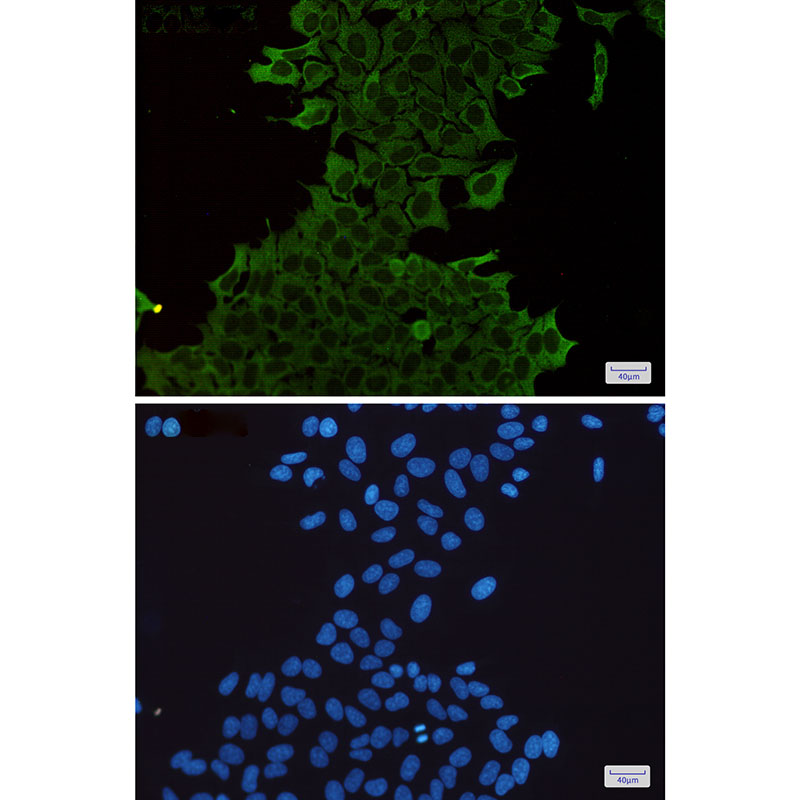 Hsp70 Rabbit mAb